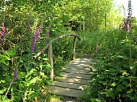 Foxgloves on the yurt path Foxgloves on the yurt path