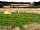 Bosavern Community Farm: Tents in the camping field