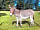 Cowbridge Farm Camping: Donkey