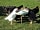 The Barn at Easington: Feeding time (photo added by manager on 25/02/2018)