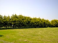 Grass pitches Grass pitches