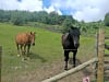 Moss Side Farm Campsite: Horses near our spot (photo added on 07/07/2024)