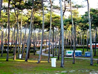 Camping area with trees for shade Camping area with trees for shade