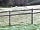Cwmsoar Camping: Friendly welcome from the sheep