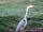 Yarwell Mill Country Park (фото добавлено simonwilliamsbridgeleisurec 12.07.2012)