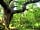 Tyddyn Teg Campsite: Two person swing in our ancient oak woodland