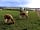 Martleaves Farm Campsite: Alpacas Kim, Barney and Angus (photo added by manager on 12/07/2023)