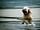 St Agnes Holiday Park: Dog friendly (photo added by manager on 14/06/2021)