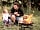 Nether Hall Farm: Marshmallows around the firepit (photo added by manager on 29/06/2021)