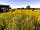 Thistledown Farm Campsite: July’22