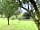 Ducklings Den: Looking down through the orchard across from the tent