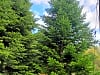 Kessock Caravan Park: Abies nordmandina (photo added on 09/05/2025)