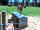 Dunn Street Farm: The goats on the farm