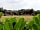 Riverside Caravan Park: Plants and trees around the site (photo added by manager)