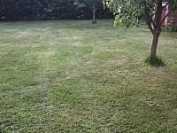 orchard orchard