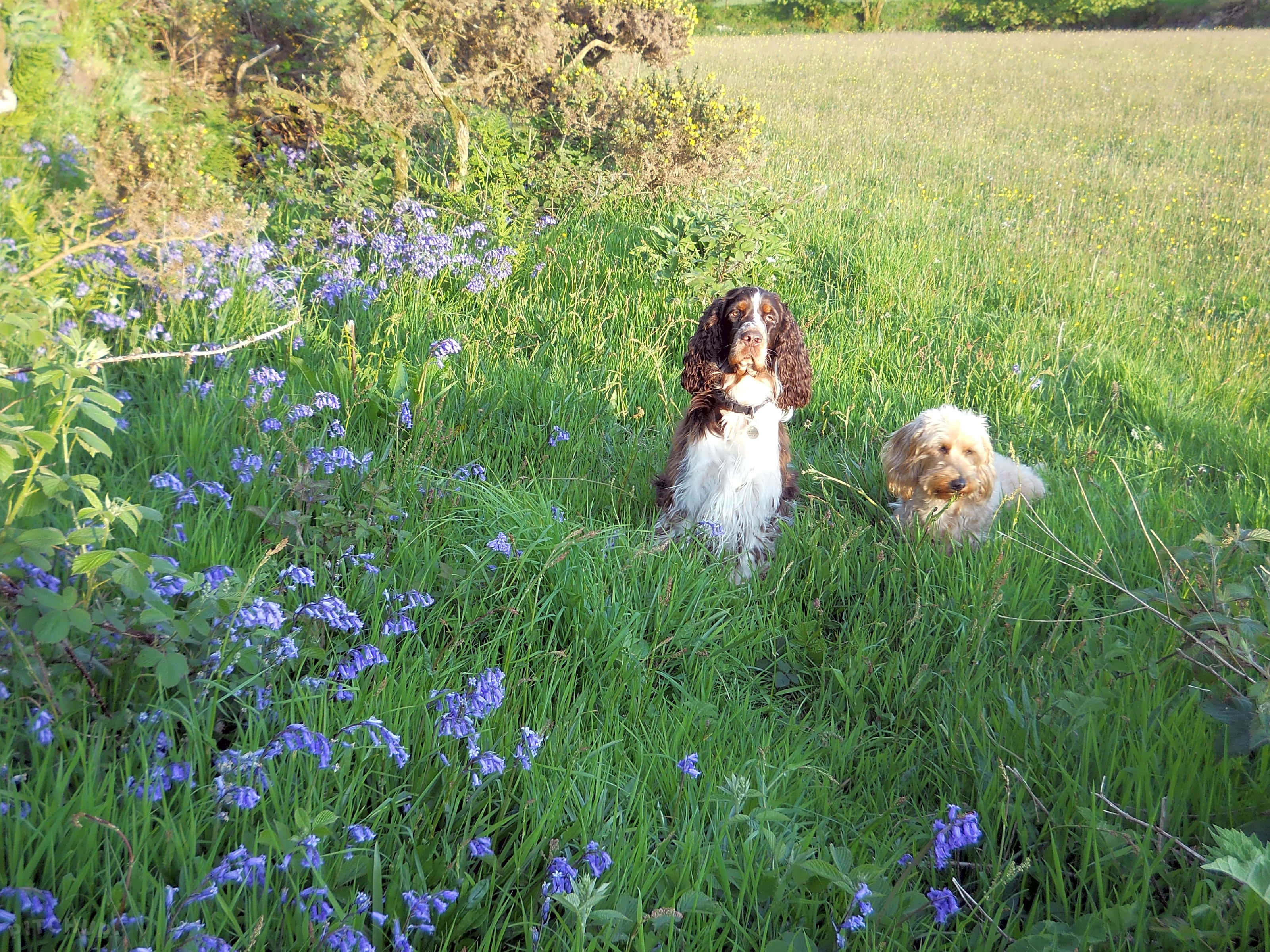 Swallows Meadow Camelford Updated 2019 Prices Pitchup