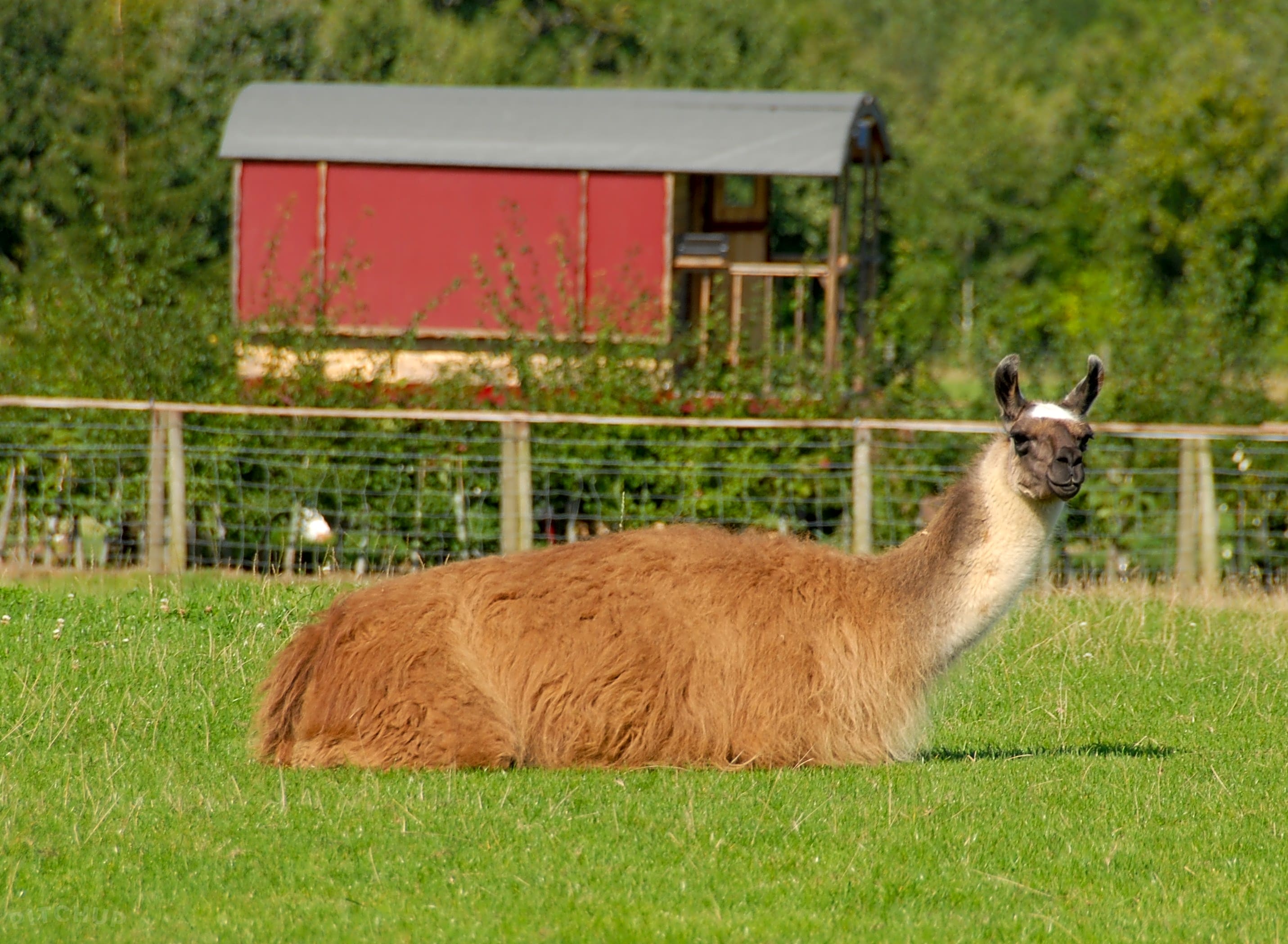 Llama wellies sales