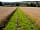Goose Pasture Farm (фото добавлено менеджером 21.04.2023)