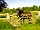 Blanca's Bell Tents at Courtyard Farm: Friendly residents (photo added by manager on 14/06/2021)