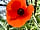 Tregella Place Camping: Wild flowers on perimeter