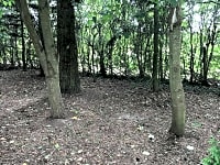Участок для палатки с лесной почвой без электричества (лесная зона)