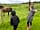 Hyden Farm: Our children loved the play area and animals!