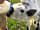 Old Pasture Park: Bottle-fed calf