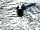 Giddy Farm: Seal in the bay