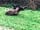 Roseville Caravan and Camping: Sheep on site