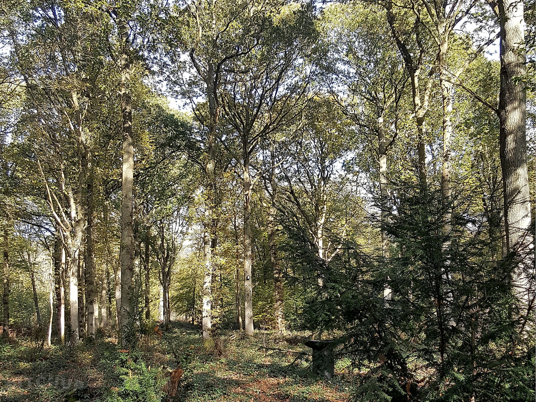 Woodsman Kent Wild Camping, Ashford - Updated 2019 prices ...
