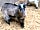Belvedere Alpaca Ranch