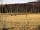 Coalbeck Caravan Park: Neighbouring cattle