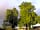King's Lynn Caravan and Camping Park: Trees