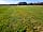 Pitch on the Wall Campsite: View over grassy pitches