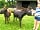 Quarry Pods: Meet the farm's donkeys