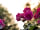 Camping de l'Abbatiale: Flowerbeds