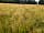 Monkhopton Meadow Camping: Wild camping in a meadow (photo added by manager on 19/07/2023)