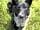 Combas Farm: Guardian of the flock