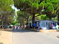 Large pitches under the shade of beautiful maritime pine trees Large pitches under the shade of beautiful maritime pine trees