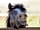 Little Upton Boutique Belltents: Pony
