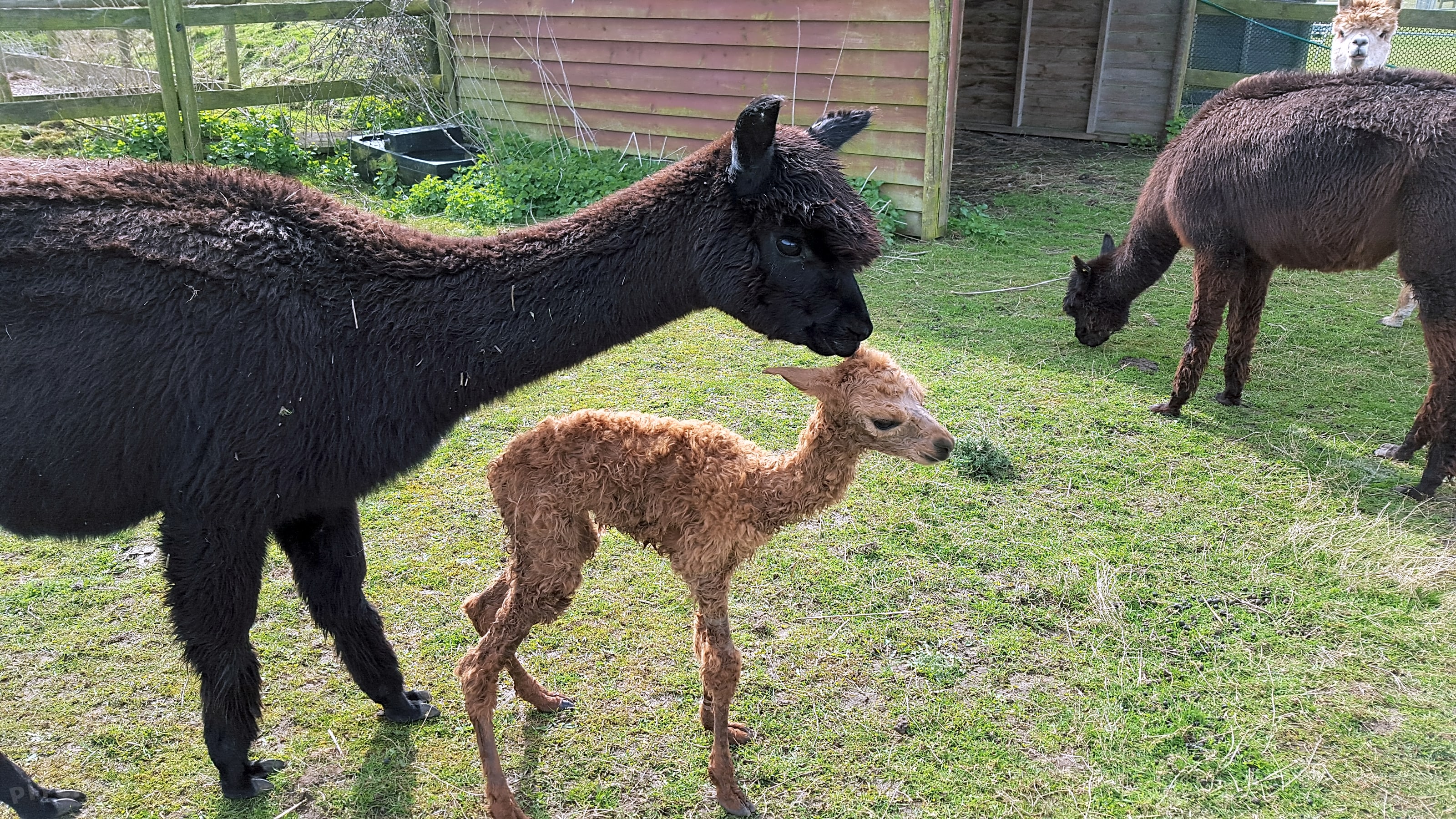 Snooks Farm Alpacas, Ferndown Pitchup®