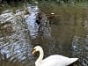 Riverside Caravan Park at The George: Visited by a swan next to our pitch (photo added by allan_s178159 on 03/11/2025)