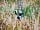 Stonechat Meadow: Wildlife