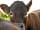 Lower House Farm: Geoff's cattle