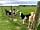 Cardigan Island Coastal Farm Park: Awesome