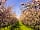 Bowhayes Farm Camping: Springtime in the orchard