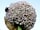 Camping La Fontaine du Hallate: In bloom