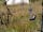 Stonechat Meadow: Wildlife