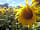 The Hen's Dens at Orchard Organic Farm: Flowers around the farm