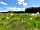 Meadow View Glamping: Cotton balls in the grass